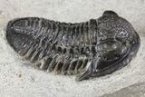Detailed Gerastos Trilobite Fossil - Morocco #164723-2